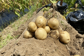 予約受付 農薬・除草剤・化学肥料不使用 訳ありじゃがいも 男爵 1kg 石川県産