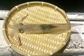 一本釣りしたヤリイカ 500g (4〜6杯)