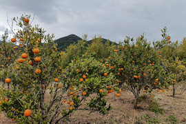 自然栽培　たんかん　鹿児島産　6㎏前後
