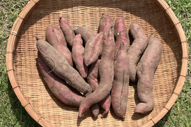 【訳あり】あまはづき（4.5kg）｜小～大サイズ｜規格外｜B品｜栽培期間中 農薬化学肥料不使用｜土つき