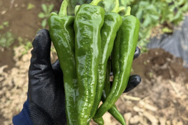 【新鮮】万願寺とうがらし 2kg