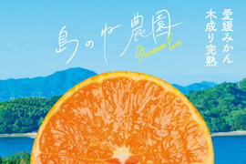 島のね せとか【愛媛せとか/木成り完熟せとか/3kg】