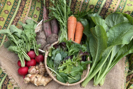 【農薬化学肥料不使用】四季のとれたて野菜少量セット（約7種）