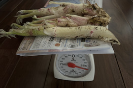 春の訪れ！ウド(200〜300g)。まずはこれから！お試し商品。