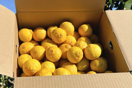 得🍋はるか 大豊作&訳あり皮キズ・こぶりサイズ 4.5kg (一部外皮キズあり)