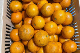 【愛媛県中島産】伊予柑　10kg　小玉（２S〜S)中心