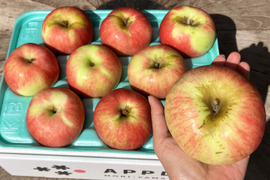 発送中！酸味系りんご🍎彩香🍎3kg お得な訳ありご家庭用 青森県特別栽培認証取得