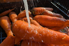 【冬期限定】福岡産　甘さが詰まった冬ニンジン　約10本　1.9kg