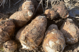 【通年完全農薬不使用】掘り立て！信州八ヶ岳山麓産　ほくほく甘い里芋！2kg