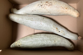 自然栽培冬至用かぼちゃ甘龍5.5kg