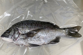 【特別価格】クロダイ・キビレセット【食べ比べ】