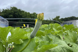 沖縄県南城市産　生でも食べれる！『美らへちま』2kg箱