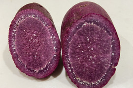 九州佐賀県産七つの島　食す美容『高島の紫宝その壱』原料アヤムラサキ２Kg