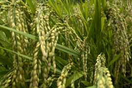 もち米3キロ【モチヒカリ】2024年産