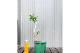 オリーブ 鉢植え タラスコア｜育てやすい シンボルツリー・盆栽にも最適　9