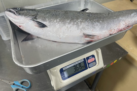 【訳あり特価】サクラマス 3.5kg前後 オマケ付き 野締め