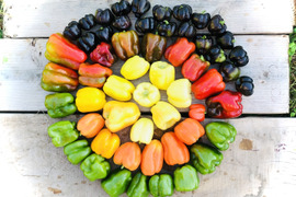 1【数量限定】虹色パプリカ美味しさ10倍✨!甘い!旨ピーマン!自然栽培 農薬不使用 固定種 1.5kg以上!