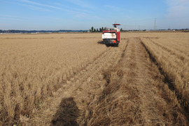 生活応援米【令和7年産】　 『ふさこがね』　玄米30kg 千葉県産 （2025年12月収穫　二番穗）