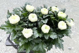 【業務用】白輪菊70cm 50本