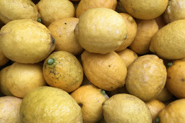 瀬戸内海の島レモン（農薬・除草剤・化学肥料不使用）