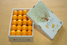 【数量限定・屋久島からの贈りもの】厳選されたぽんかん！　屋久島産　贈答用ぽんかん　5kg　Mサイズ