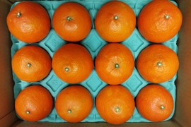 樹上完熟まどんな　贈答用【愛媛果試第28号】12玉