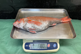 【年末年始インパクト】のどぐろ/アカムツ/白身魚のトロ/幻の1キロ超え/1380ｇ【冷凍】