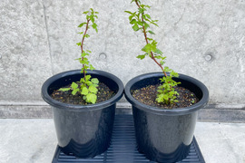 【ラズベリー鉢植え】当ファームで栽培しているラズベリーです【観賞用】【木】【ポット】