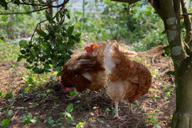 ★《モグモグさま専用》平飼い有精卵