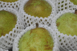 【冬ギフト】西洋梨　ラ・フランス　3キロ箱使用　10個から13個入り　11月中旬から発送