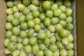 【粒売り】シャインマスカット1kg☆長野県産