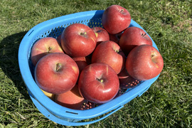 長野県産　サンふじ　　　特価！　ご家庭用　5キロ箱　11玉~14玉