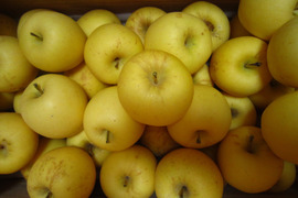 はるか(有袋) 樹上完熟 小玉 家庭用 総重量 約4kg 青森県 南部地方産 自家りんご農園生産直送品！