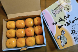 希少！【群馬県みどり市産】樹上脱渋　平核無柿　ご家庭用　約2KG