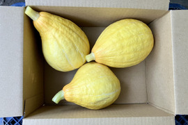 【鹿児島産】甘塩コリンキー箱込み2キロ^_^