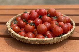 【訳アリ】特別栽培&JGAP認証農場の『ふらの産ミニトマト』2kg