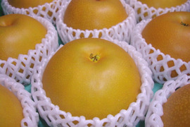 新高 梨 7-8個 愛媛県産 新高梨 ナシ なし