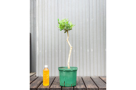 オリーブ 鉢植え レッチーノ｜育てやすい シンボルツリー・盆栽にも最適　8