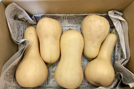 ★栽培期間中農薬肥料不使用！！★ねっとりと甘い！！【バターナッツかぼちゃ★小ぶり】約1.4キロ