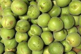 紀州青梅（Ｂ級品）　5ｋｇ　「節減対象農薬：栽培期間中不使用」