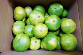 早生ミカン　2.5㎏前後【農薬化学肥料不使用】【甘み酸味バランス◎】【熨斗(のし)対応可】