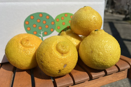 【有機JAS認証】はるか3kg