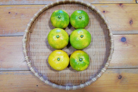 早生ミカン(早生みかん)５㎏【甘み酸味バランス◎】【農薬化学肥料不使用】【熨斗(のし)対応可】