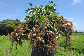 『千葉県産・生落花生・おおまさり』☆茹でて美味しい☆約1.5kg☆