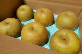 【採れたて配送】甘くてジューシーな幸水梨◎　(約2Kg / 5〜7個)　日本のデンマーク愛知県安城産