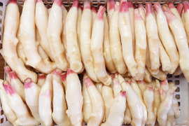 moet　朝どれ新生姜　高知県産　6kg（箱別 a00800190-r1.jpg
