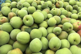 冷凍　南高梅　約3kg　サイズ混合　静岡県産　外観不良あり