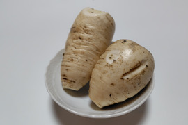 おろしそばに最適! 福井県産 辛味大根B品(品種名:辛味そば大根) 2kg