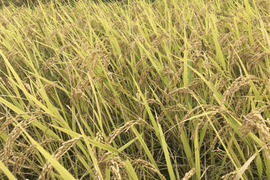 自然栽培精米　10kg