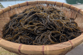 【流通"激少"ほぼ幻】山陰産「ソコゾーメン」生 500g　※モズクの一種